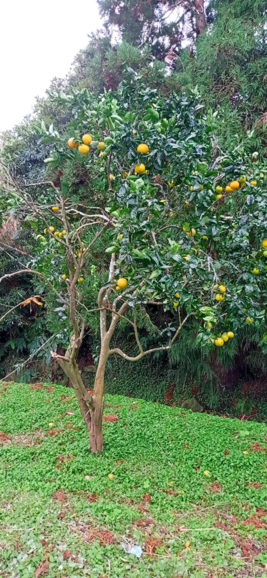 Villa Visconde Nordeste  Pokoj fotografie